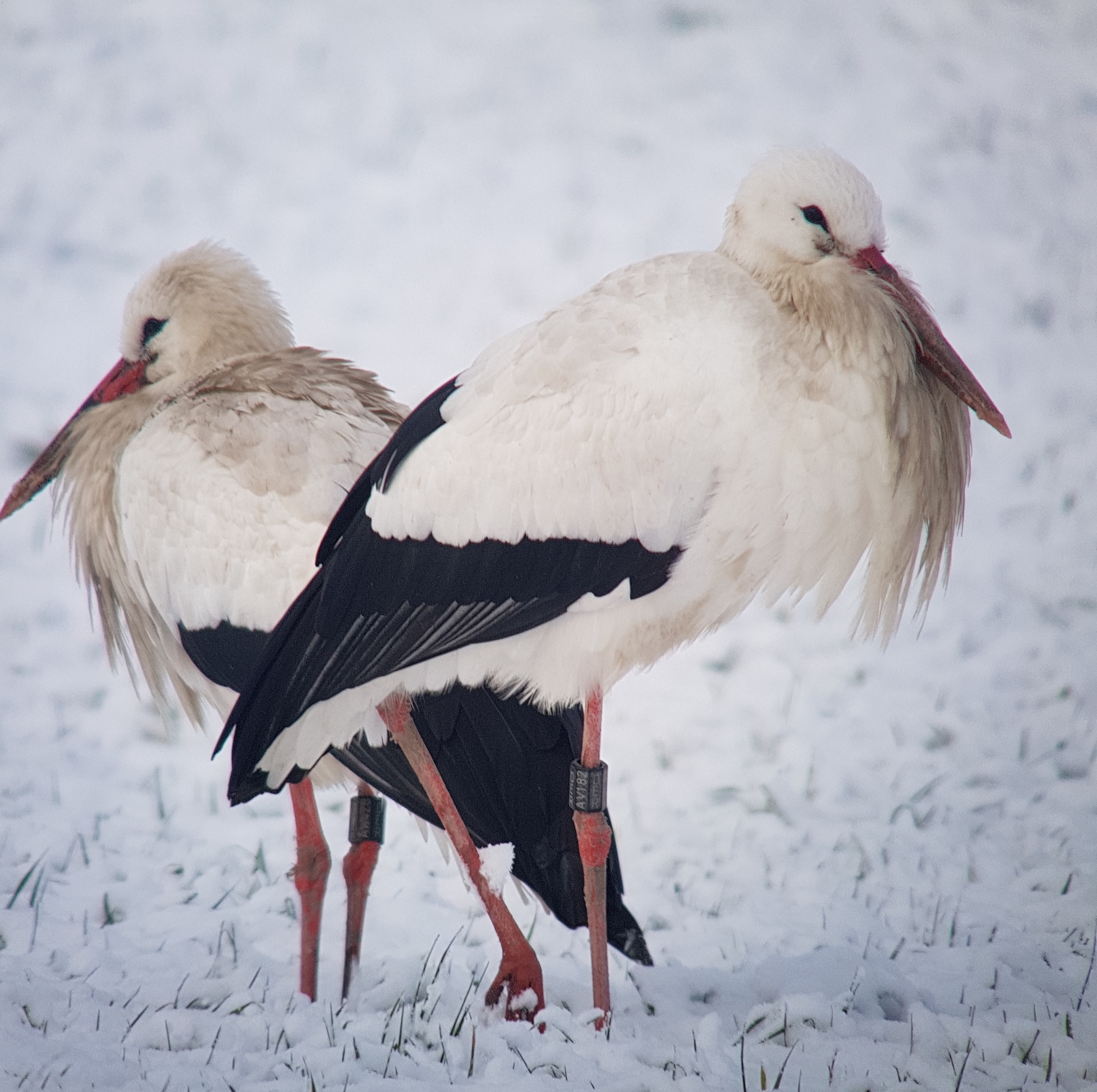 Überwinternde Weissstörche im Alpenrheintal - Storchenpaar auf der Winterzählung © Andy Wyss