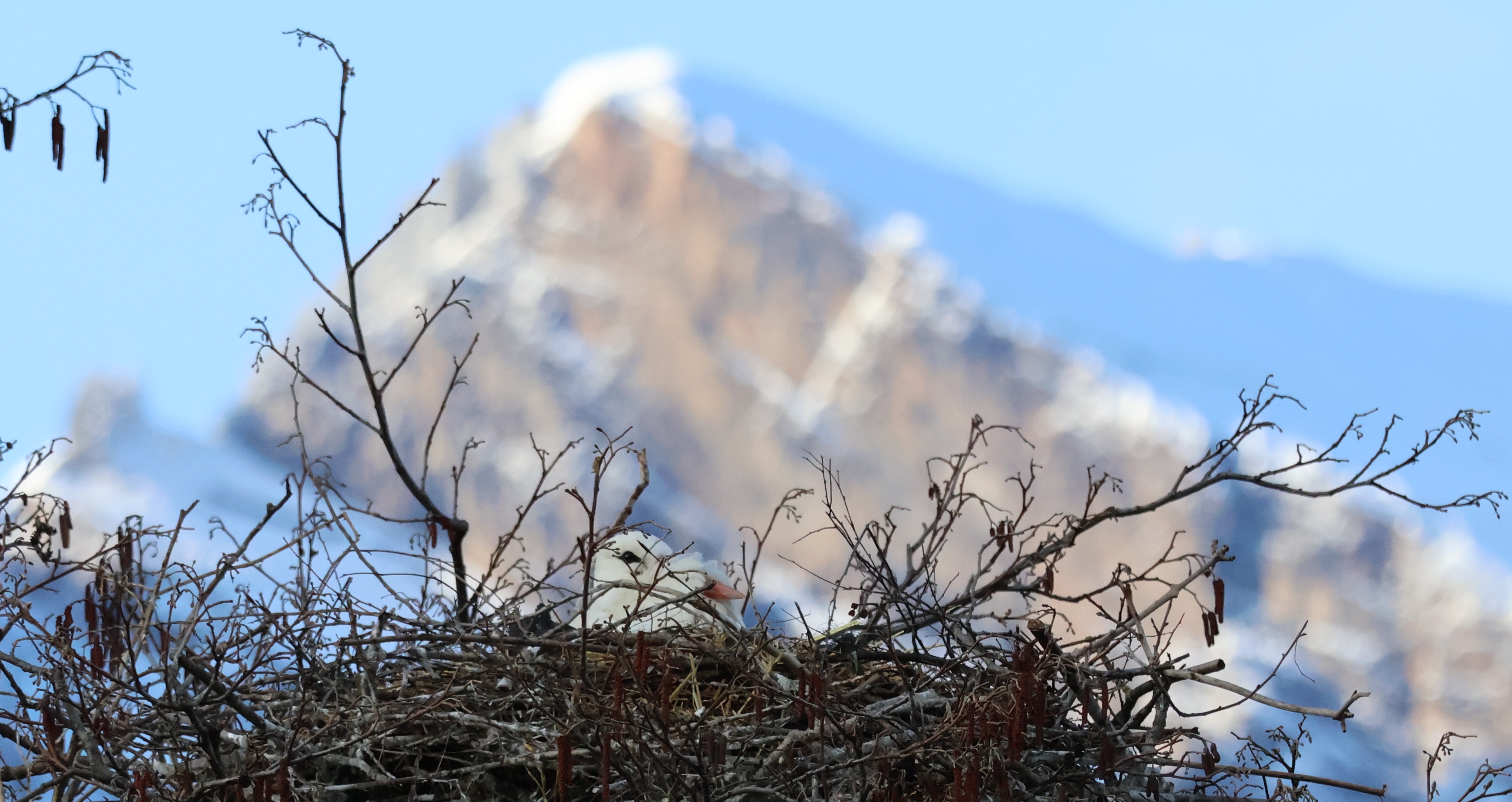 Besetzter Storchenhorst im Alpenrheintal  © Andy Wyss